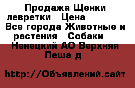 Продажа Щенки левретки › Цена ­ 40 000 - Все города Животные и растения » Собаки   . Ненецкий АО,Верхняя Пеша д.